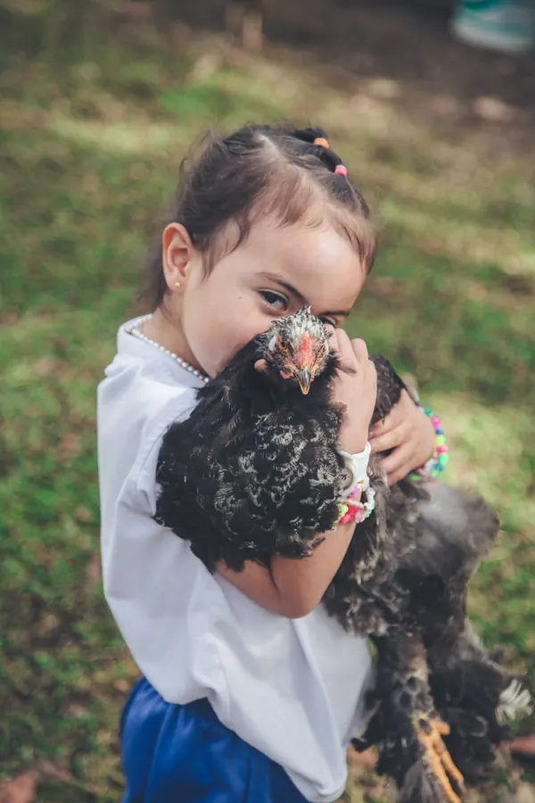 Niña de preescolar con una gallina en la granja escolar